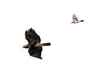 Red-tailed Hawk chased by Grey Kingbird, Pitirre persigue Guaraguao