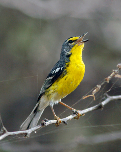 Puerto Rico Wildlife: Alfredo Colón | Adelaide's Warbler, Reinita ...