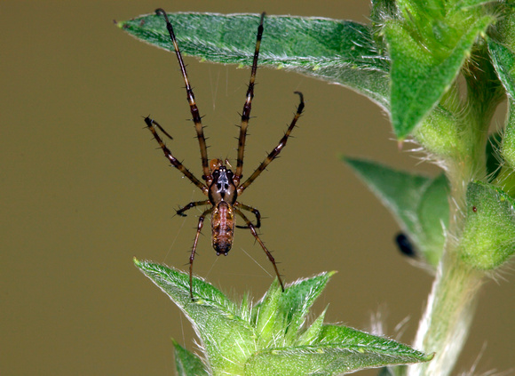Tetragnatha Spider