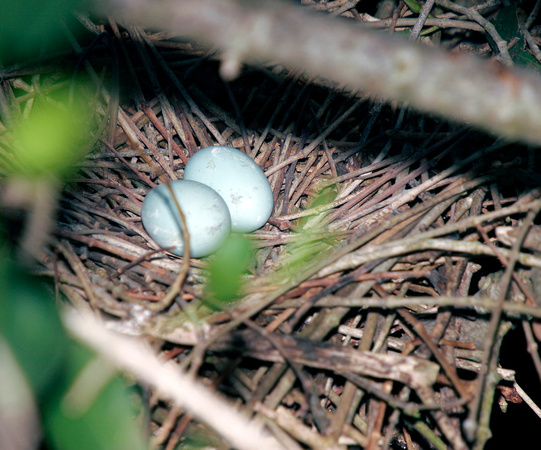 Green Heron Eggs, Huevos de Martinete