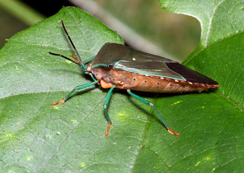 Puerto Rico Wildlife: Alfredo Colón | Stink Bugs and similar