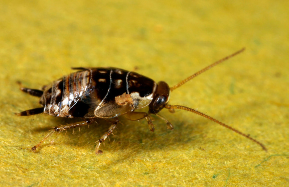 Cockroach, Cucaracha
