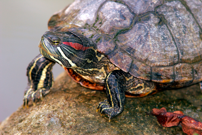 Puerto Rico Wildlife: Alfredo Colón | Turtles