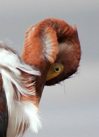 Juv. Tri-colored Heron, Garza Pechiblanca