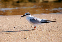 Common Tern, Charrán Común