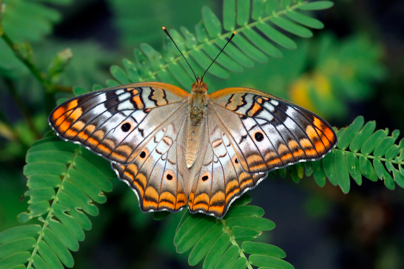 Puerto Rico Wildlife: Alfredo Colón | All Butterflies, Caterpillars ...