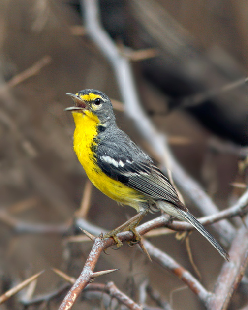 Puerto Rico Wildlife: Alfredo Colón | Adelaide's Warbler, Reinita ...