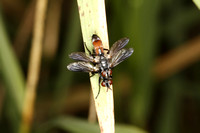 Mating Flies, no id