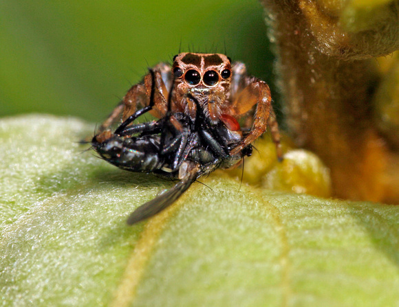 Jumping Spider Feeding on Fly, Araña Saltadora comiendo una Mosca