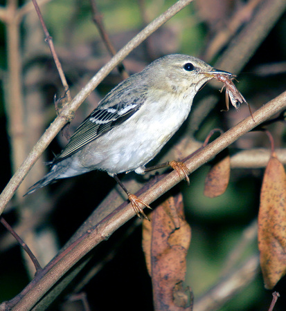Blackpolll Warbler, Reinita Rayada