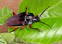 Long-horned Beetles (See also Cerambycid Beetles)