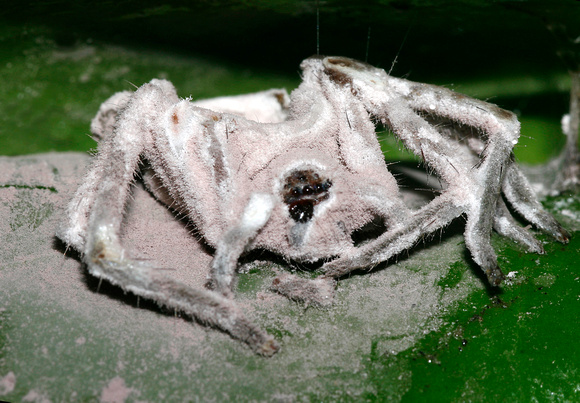 Spider with infection