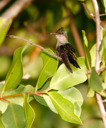 Antillean Crested Hummingbird, Zumbadorcito Crestado