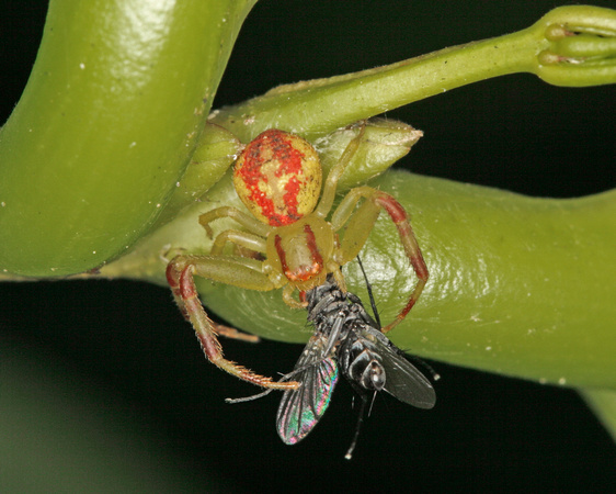Feeding on Fly Crab Spider, Araña Cangrejo con Mosca