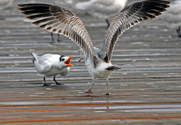 Confrontation Ringed-billed Gull, Gaviota Piquianillada