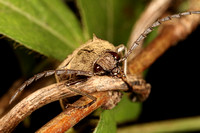 Elaterid Beetle/Cucubano