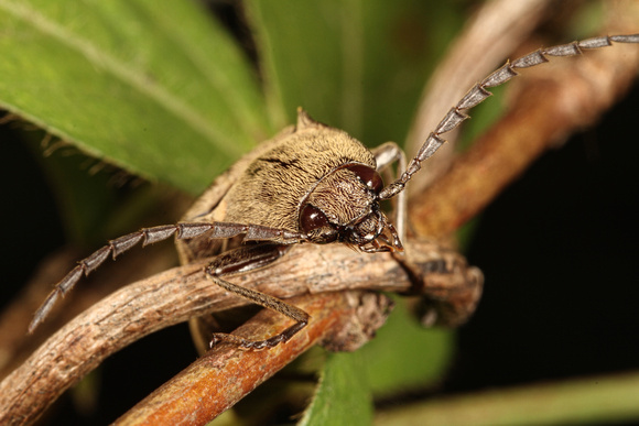 Elaterid Beetle/Cucubano