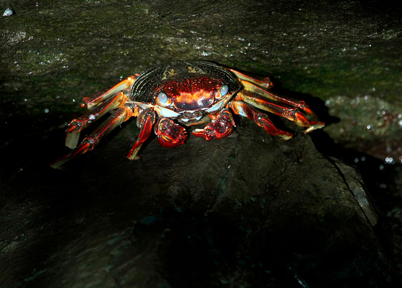 Salt water Crab