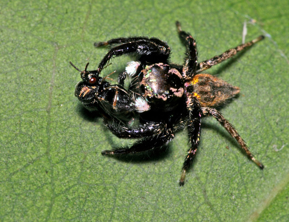 Jumping Spider Feedign on Fly