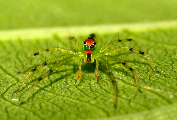 Jumping Spider, endemic