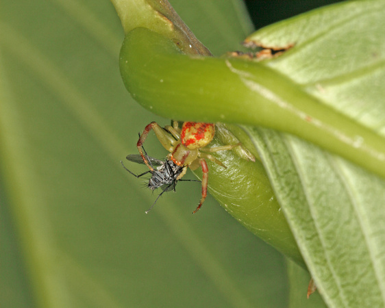 Feeding on Fly Crab Spider, Araña Cangrejo con Mosca