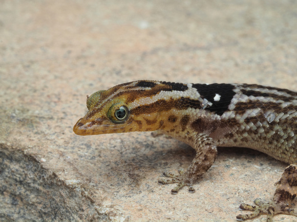 Big-scaled Least Gecko