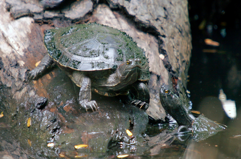 Puerto Rico Wildlife: Alfredo Colón | Turtles