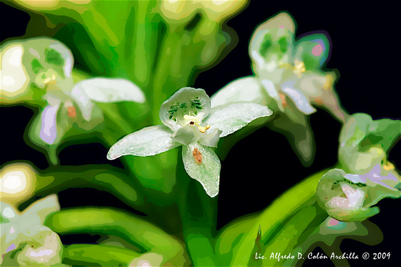 Creative Digital Orchid