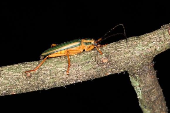 Cerambycidae, Long-horned Beetle