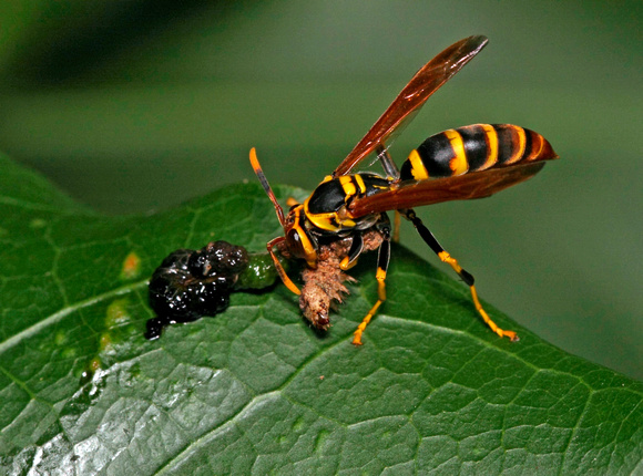 Wasp Feeding on Worm