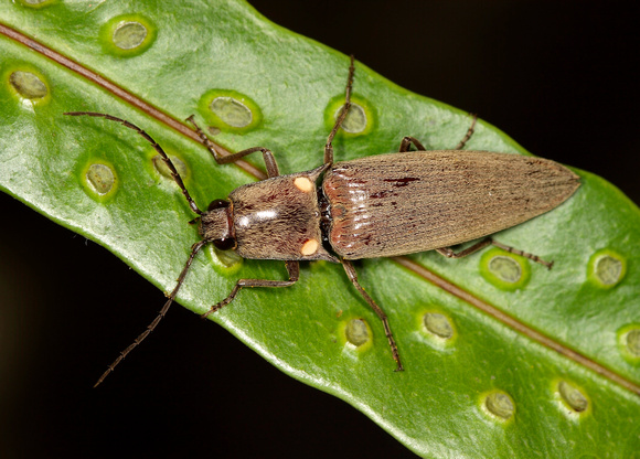 Beetle/Cucubano