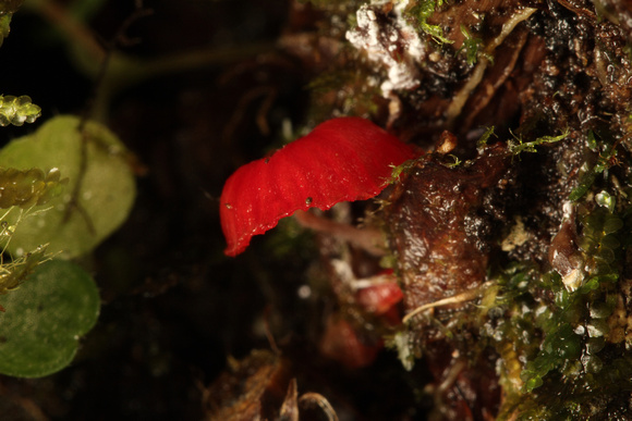 Red Fungi