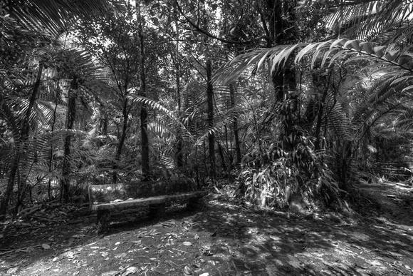 El Yunque National Forest Scenes