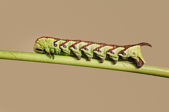 Moth Caterpillar