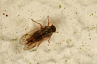 Delphacidae, Planthopper