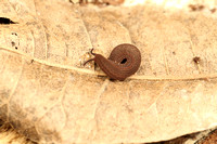 Velvet Worms, Onycophora