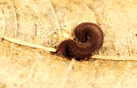 Onycophora Velvet Worms