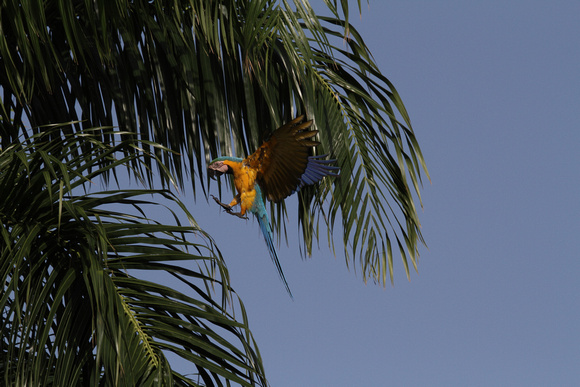 Blue-and-Yellow Macaw, Guacamayo