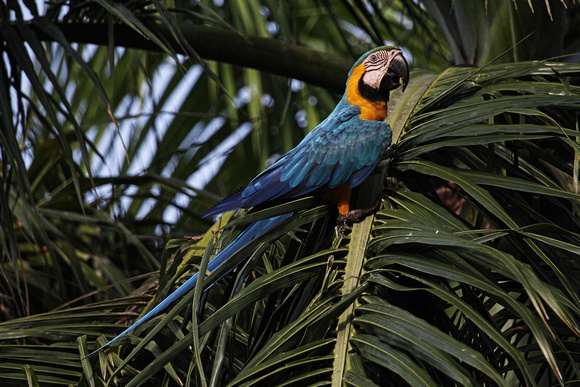 Blue-and-Yellow Macaw, Guacamayo