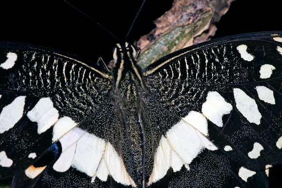 Checkered Swallowtail