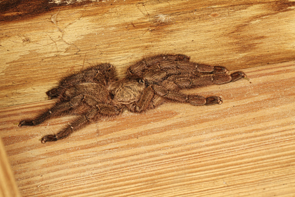 Tarantula, adult female
