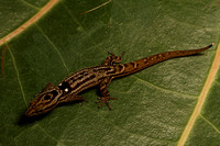 Sphaerodactylus macrolepis