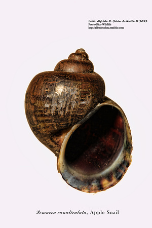 Apple Snail