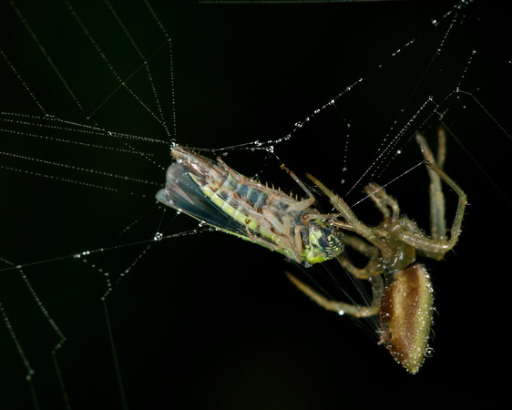 Spider Feeding on Leafhopper