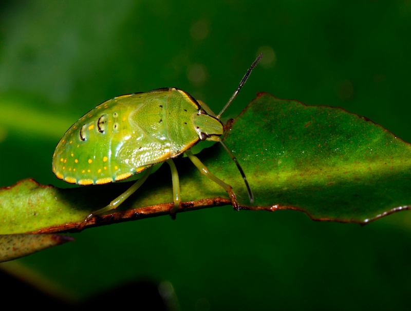 Puerto Rico Wildlife: Alfredo Colón | Stink Bugs and similar