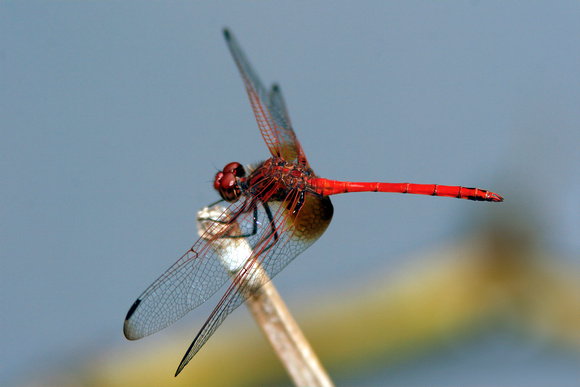 Red SetwingDythemis rufinervis