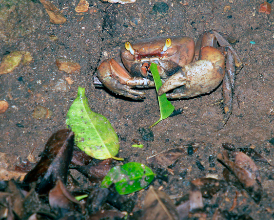 Crab Eating Leaves