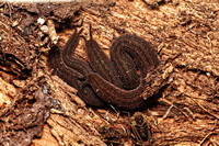 Onycophora Velvet Worms