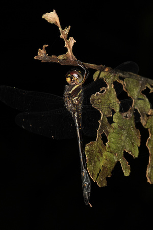Club-tailed Skimmer
