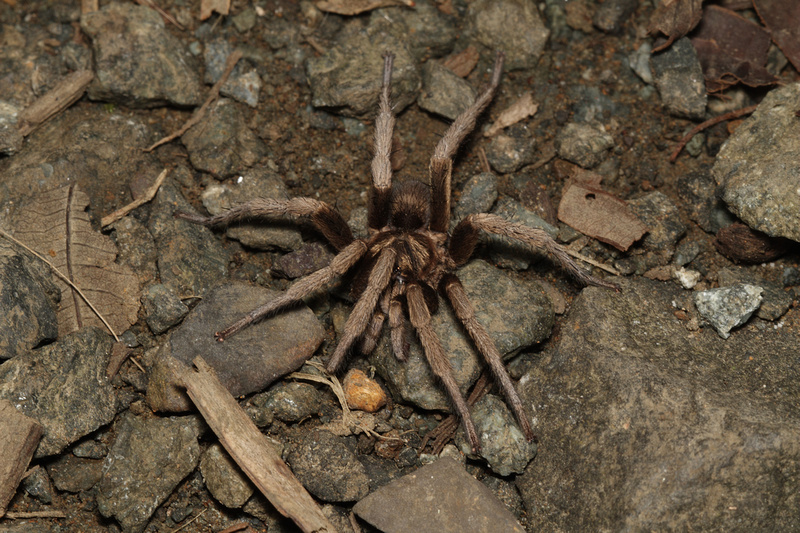 Puerto Rico Wildlife: Alfredo Colón | Holothele sp.